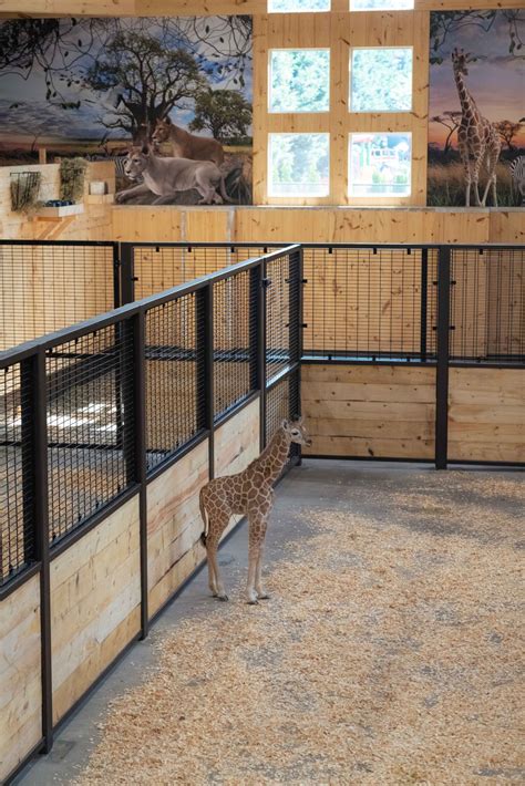 animal farm in long island|White Post Animal Farm of Melville – White Post Animal Farm of Melville.